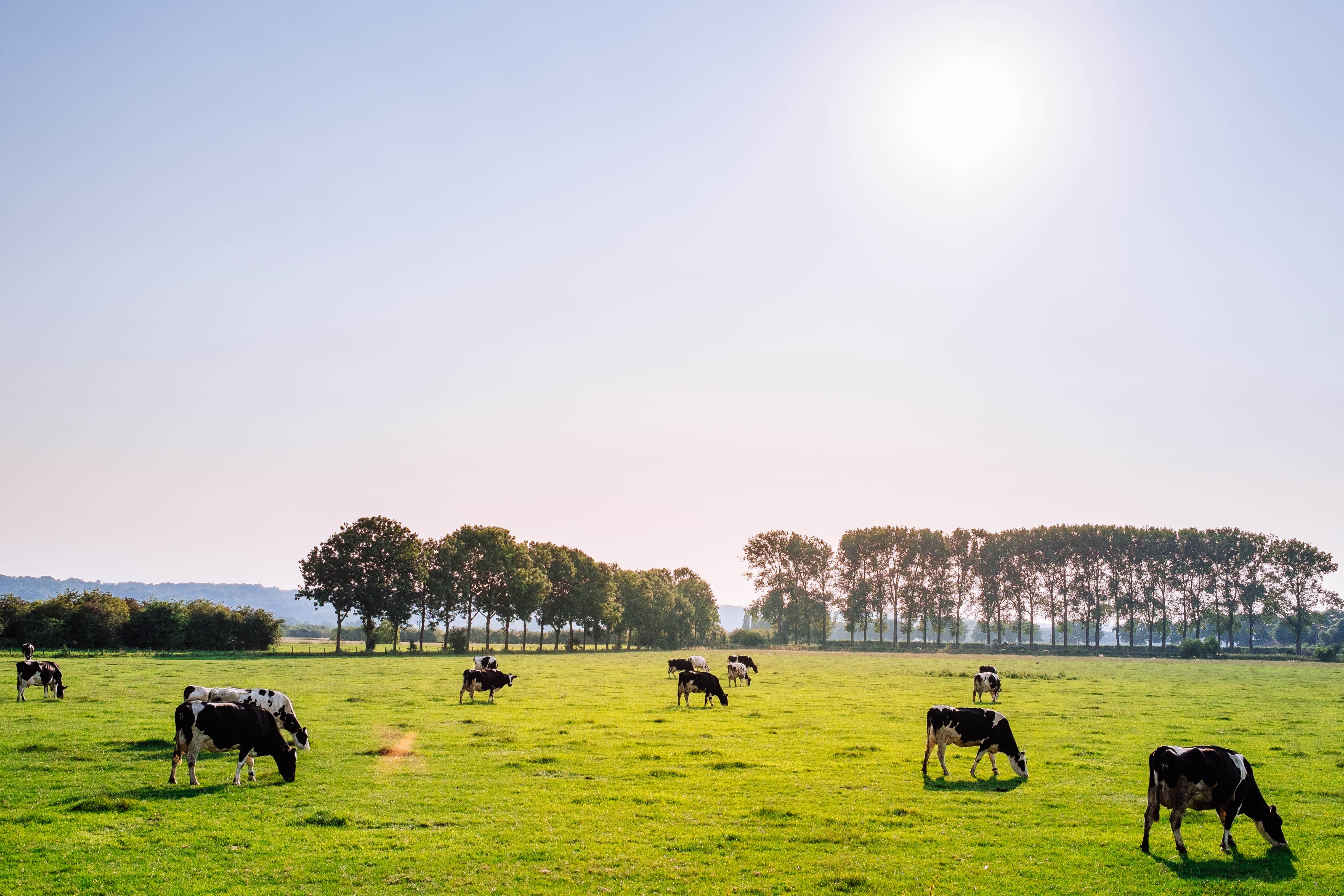 nutritional-dofference-of-grass-fed-and-grain-fed-beef-casper